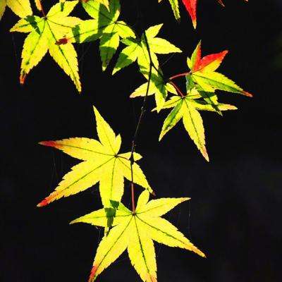 中乒赛-国乒包揽全部5金 马龙男单封王丁宁惜败王曼昱